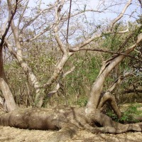 Foto de Guanacaste
