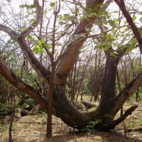 Foto de Guanacaste