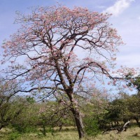 Foto de Guanacaste