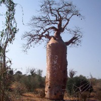 Foto de Ifaty