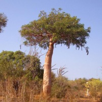 Foto de Ifaty