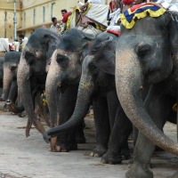 Foto de Jaipur