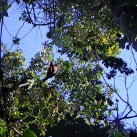 Foto de Ranomafana