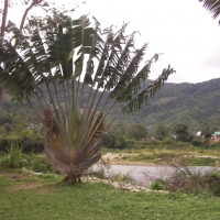 Foto de Ranomafana