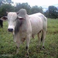 Foto de Montividiu