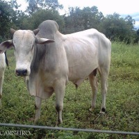 Foto de Montividiu