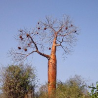Foto de Ifaty