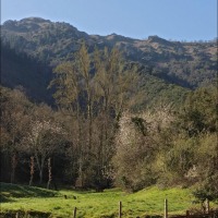 Foto de Santo Toribio de Liebana