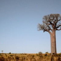 Foto de Andranomaintso