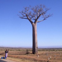 Foto de Sakaraha