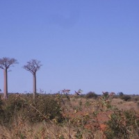 Foto de Sakaraha