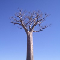 Foto de Andranovory