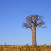 Foto de Andranovory