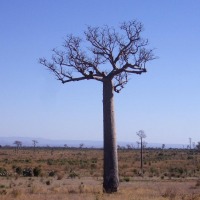 Foto de Andranovory
