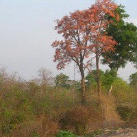 Foto de Camiri (Santa Cruz Chaco)