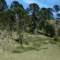 Foto de Aluminé (Neuquén)