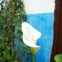 Foto de Asilah