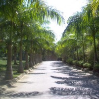 Foto de Roatan (Islas de la Bahia)