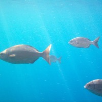 Foto de Roatan (Islas de la Bahia)