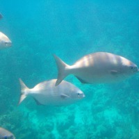 Foto de Roatan (Islas de la Bahia)