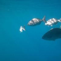 Foto de Roatan (Islas de la Bahia)
