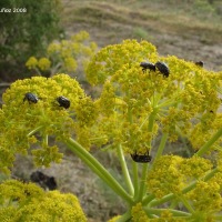 Foto de Salamina (Salamis)