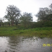 Foto de Río San Juan (San Carlos)