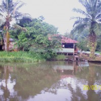 Foto de Sábalos (Rio San Juan)