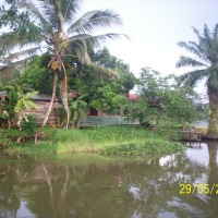 Foto de Sábalos (Rio San Juan)