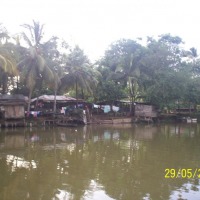 Foto de Sábalos (Rio San Juan)
