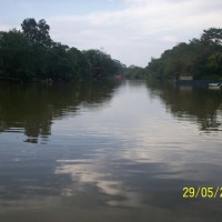 Foto de Sábalos (Rio San Juan)