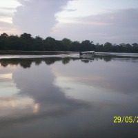 Foto de Sábalos (Rios San Juan)