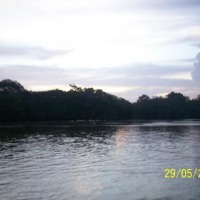 Foto de Sábalos (Rios San Juan)