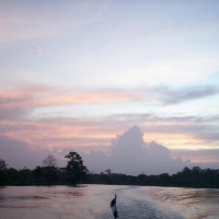 Foto de Sábalos (Rios San Juan)