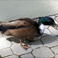 Foto de Karlovy Vary
