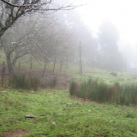 Foto de Queule