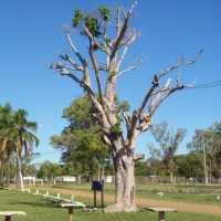 Foto de Belén (Salto)