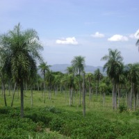 Foto de Cerro Caacupe (Departamento de Cordillera)