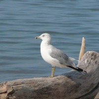 Foto de Pinery Park