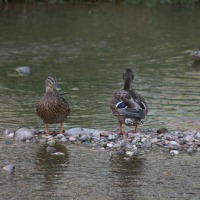 Foto de Cerdanyola del Valles