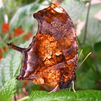 Foto de Grevenmacher