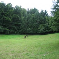 Foto de Bourglinster