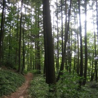 Foto de Bourglinster
