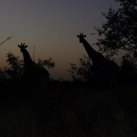 Foto de Limpopo