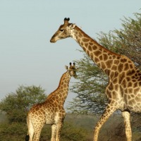 Foto de Limpopo