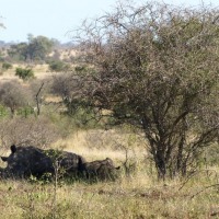 Foto de Limpopo