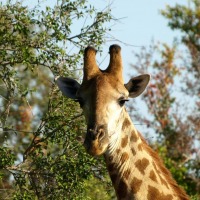 Foto de Limpopo