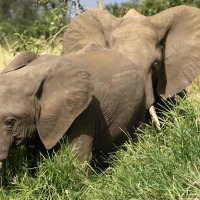 Foto de Limpopo