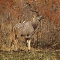 Foto de Limpopo