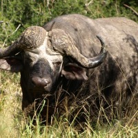 Foto de Limpopo